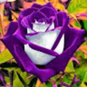 Meet your Posher, Lynette